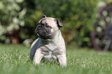 BOULEDOGUE FRANCAIS 606